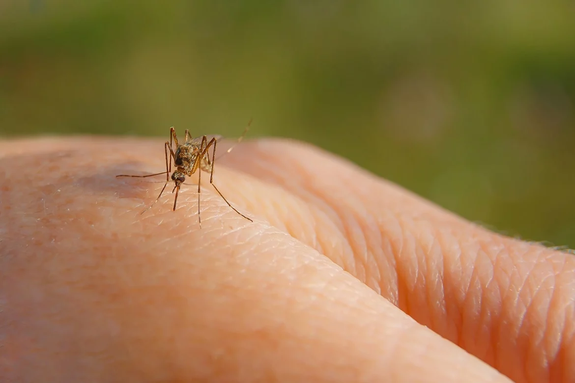 Zahrada tips 346883789753719-1170x780 Tenhle vás zbaví komárů nadobro - budete se divit paraziti  Repelenty Přírodní metody Levandule Komáři Esenciální oleje Citronová tráva 