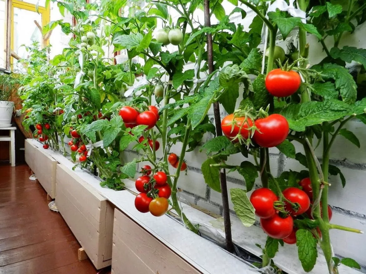 Zahrada tips Growing-vegetables-on-the-balcony-01-1170x877 Nejlepší tipy na pěstování ovoce a zeleniny na balkoně – za pár měsíců budete sklízet úrodu Ovoce a zelenina  zalévání půda Květiny 