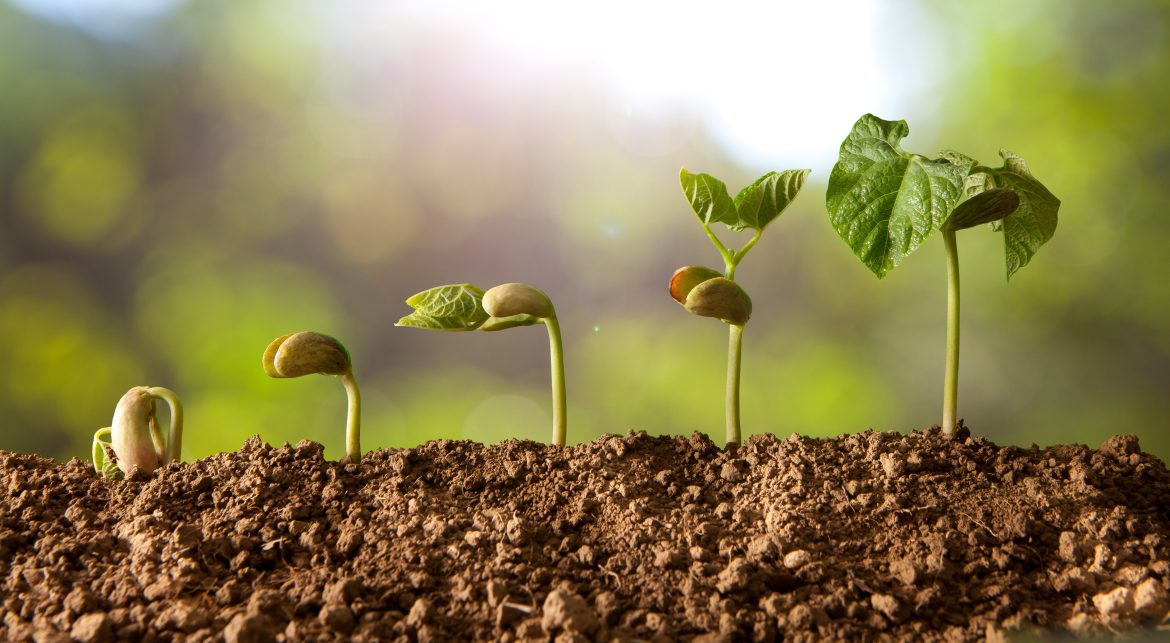 Zahrada tips PLANT-GROWING-1170x643 Jak vybrat správné hnojivo Zahrada  Živiny Růst půda Organominerální hnojiva Organická hnojiva Minerální hnojiva Hnojiva Fosfor Dusík Draslík 