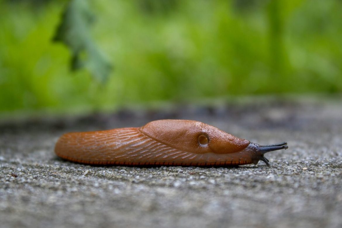 Zahrada tips foto_slug_2-1280x853-1-1170x780 Co udělat, abyste nikdy neměli problémy se Slimáci na zahradě? paraziti Zahrada  Sběr Přírodní repelent Prevence Predátoři Ochrana 