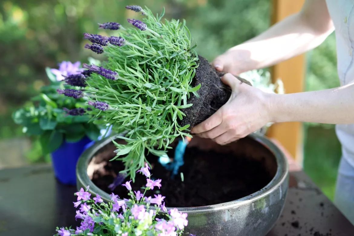 Zahrada tips komnatnaya-lavanda-02-1170x780 Lavanda: 5 tajemství, jak správně pečovat o tuto úžasnou rostlinu doma Květiny Zahrada  Zahrada Lavanda Květiny 