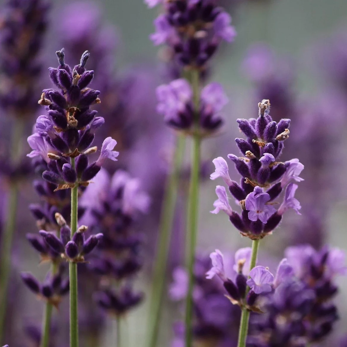 Zahrada tips levandule-francouzska-bandera-purple-lavandula-stoechas-semena-levandule-20-ks.jpg-1170x1170 5 neuvěřitelných rostlin pro každý zahradník Květiny Zahrada  Zahrada Úroda Rostliny rajčata Pivonky Levandule Krása Kapradiny 