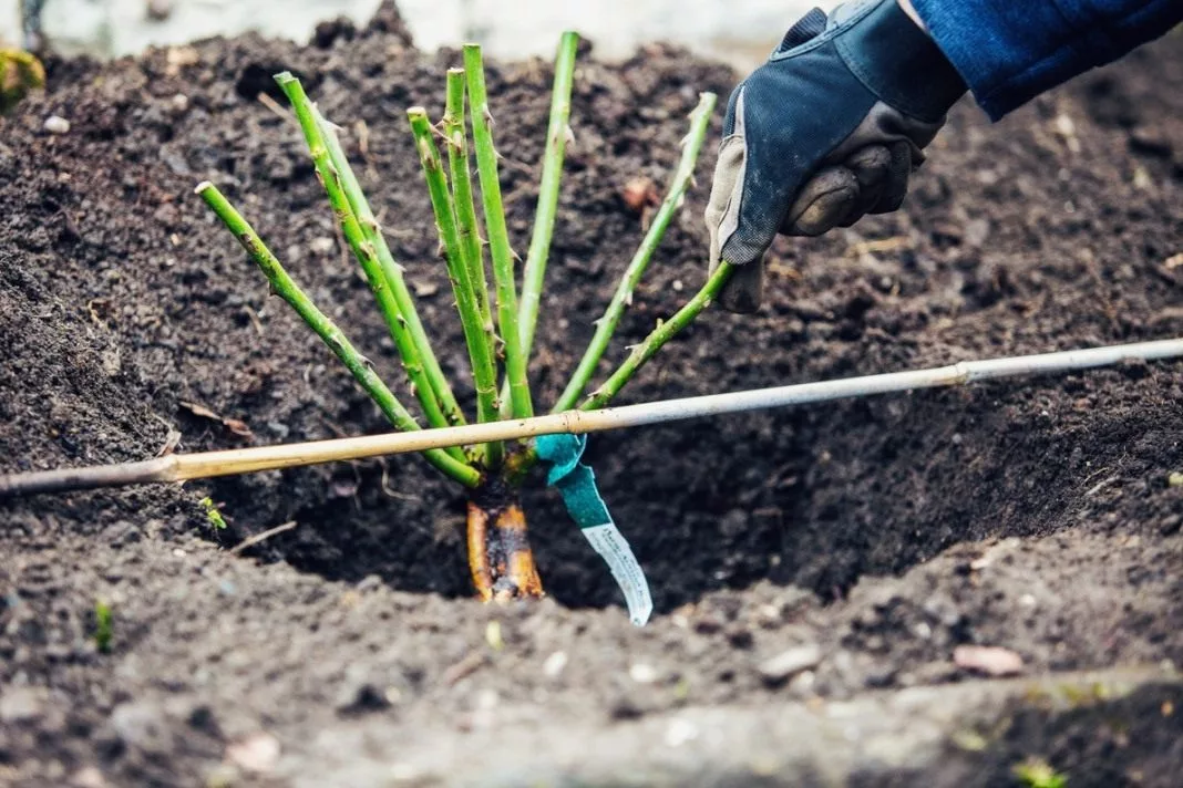 Zahrada tips planting-roses-05 Jak správně sázet růže? Tento návod vám změní život Květiny Zahrada  Zahrada Sázení Růže Kořeny hnojivo 