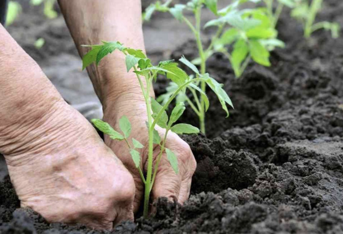 Zahrada tips sazeni-rajcat2 Zahrada tips sazeni-rajcat2 Sázení rajčat: Jak správně pěstovat rajčata v zahradě Bobule Ovoce a zelenina Zahrada Zahrada půda Květiny